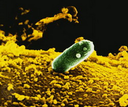 сопротивление бактерий