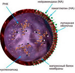 строение вируса