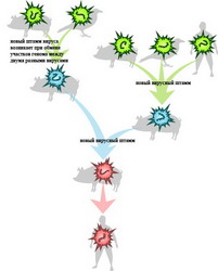 птичий грипп, свиной грипп и эволюция