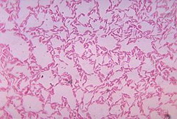 bacteroides