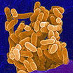 burkholderia mallei