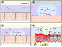 патогенетические механизмы helicobacter pylori