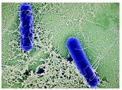 патогенез clostridium botulinum