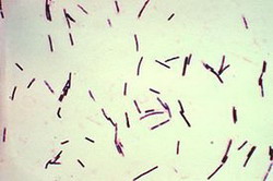 clostridium perfringens