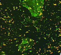 генетика и эволюция mycobacterium tuberculosis