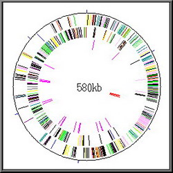 mycoplasma genitalium